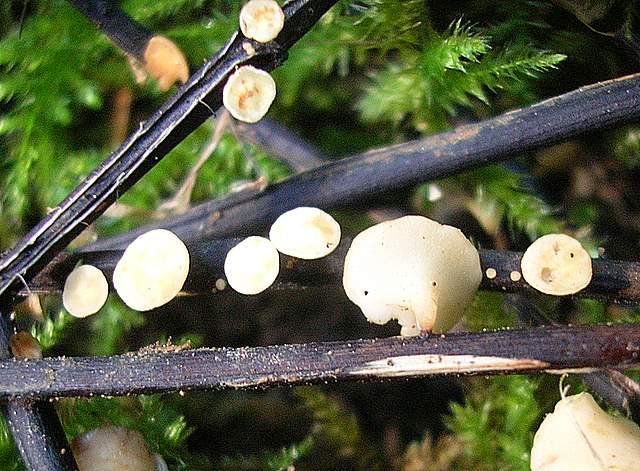 La Flora fungina negli aspetti microclimatici subtropicali